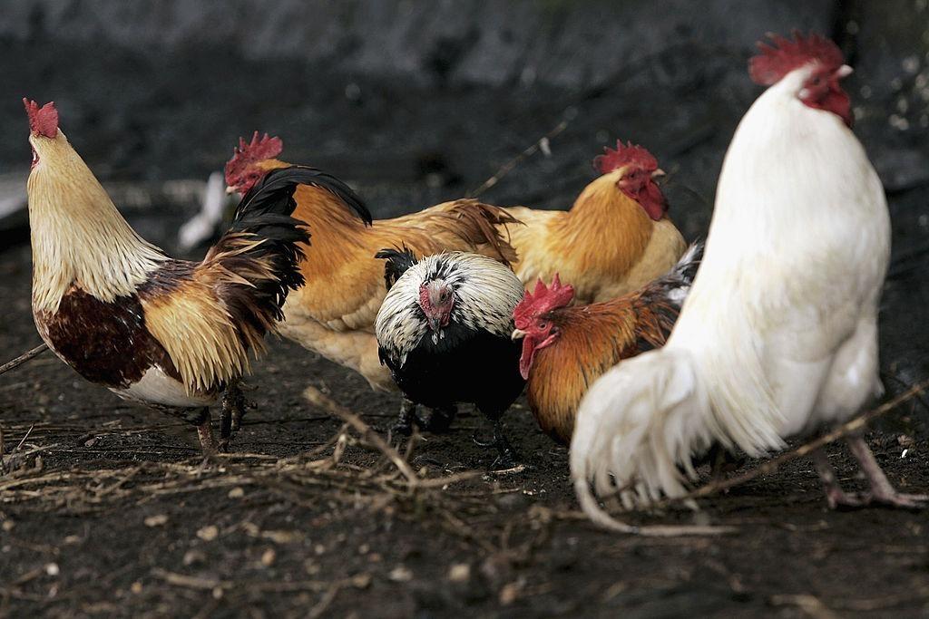 Highly pathogenic bird flu confirmed at Northumberland poultry site