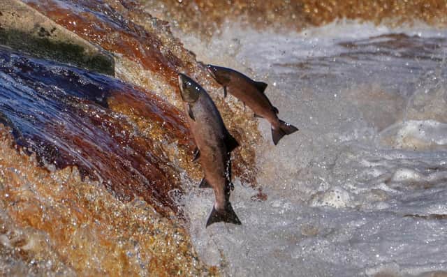 Leaping salmon.