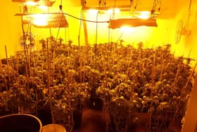The cannabis farm found by police in Ashington.