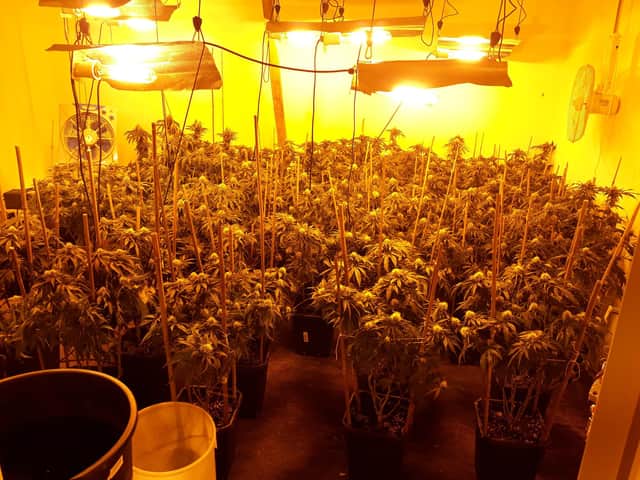 The cannabis farm found by police in Ashington.