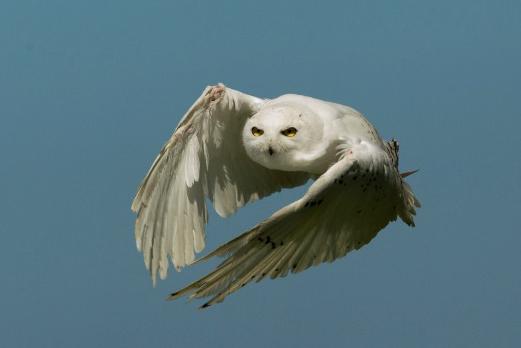 Andy Howey’s Birds of Prey Centre offers an educational, interactive and hands-on experience with a range of birds of prey, reptiles and creepy crawlies! It's home in the grounds of Haggerston Castle. For more, visit www.andyhoweysbirdsofprey.co.uk