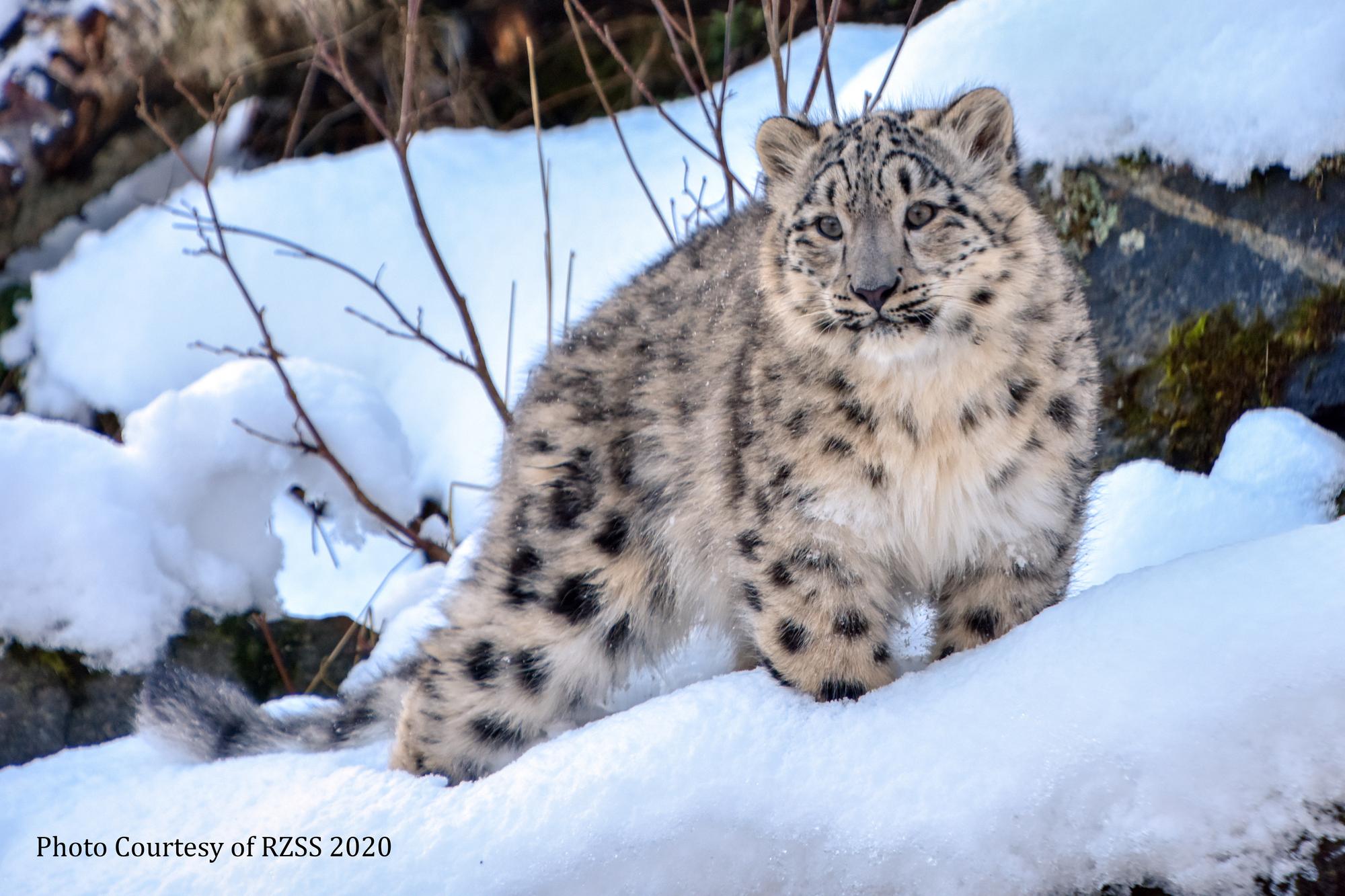 Leopards are graceful and powerful big cats closely related to lions, tigers, and jaguars. Leopard : Snow leopard cubs to get new home at Northumberland zoo ...