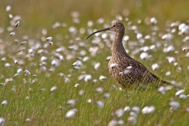 Curlew. Picture: Tony Pope