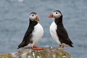 Puffins on Inner Farne. Picture: Nick Upton/National Trust