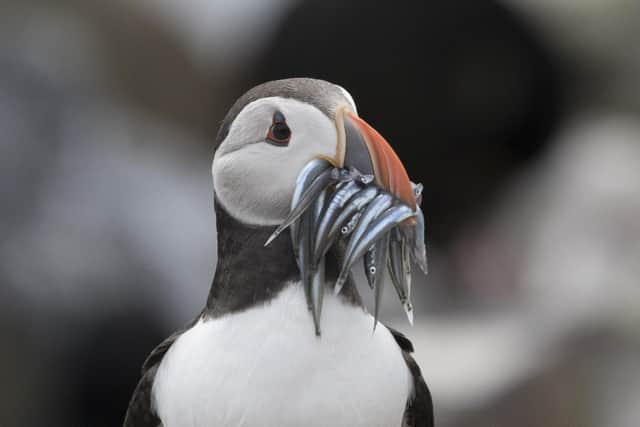 A puffin with a beak full of sandeels. Picture: National Trust/Joe Cornish