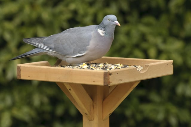 The woodpigeon takes the number six spot with an average of 2.03 per garden, a decrease from 2.09 last year. It was recorded in 72.3% of gardens.