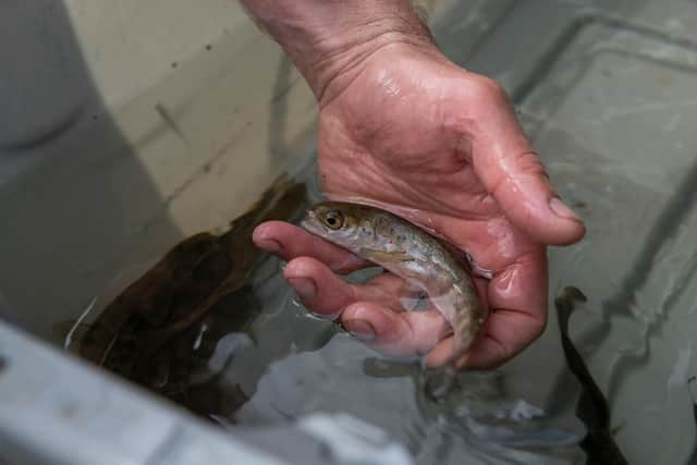 Tweed Foundation biologist James Hunt examines young migrating Atlantic Salmon smolt on a River Tweed tributary.
