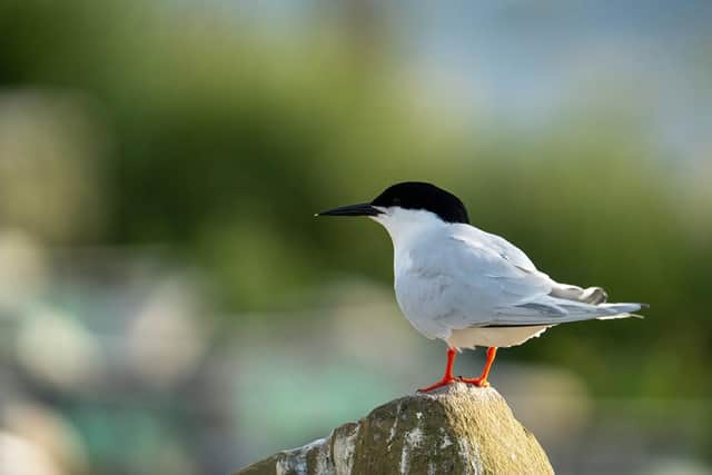 Roseate tern, RSPB Coquet Island. Picture: Nicholas Rodd