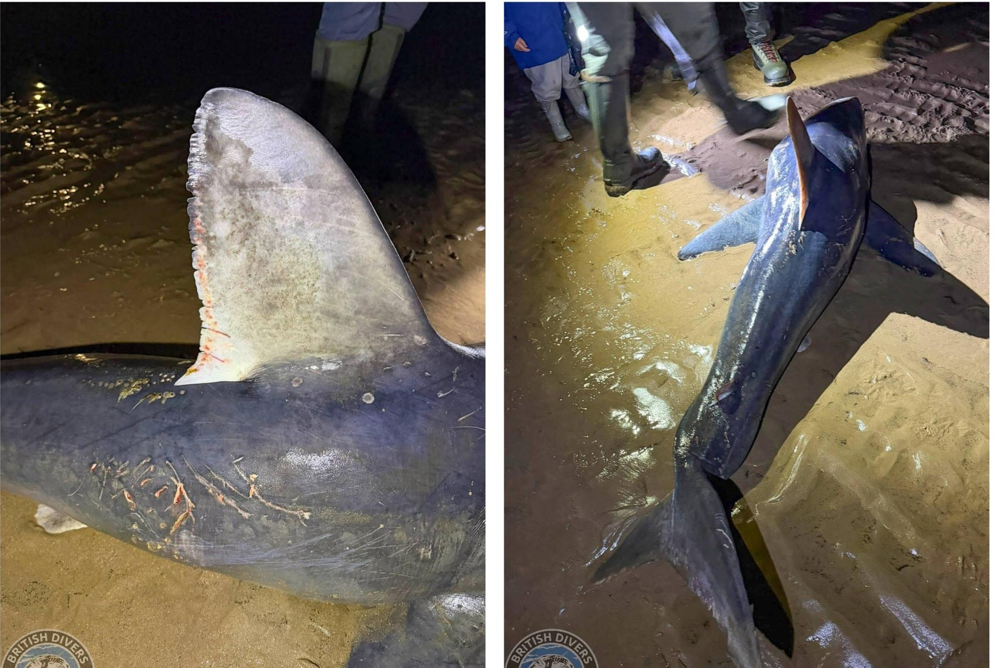 Shark found dead on Northumberland coast after six pilot whales die