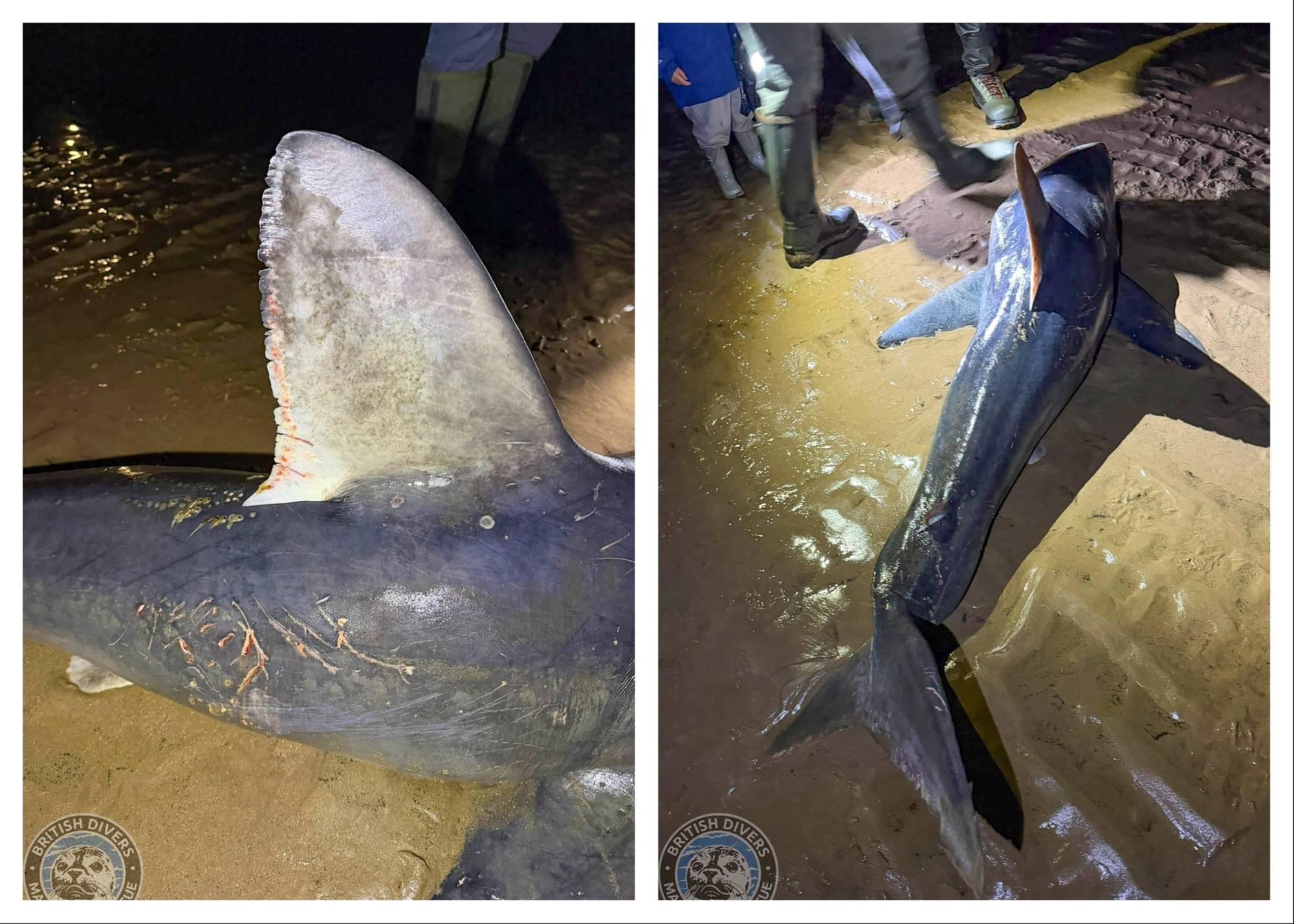 Shark found dead on Northumberland coast after six pilot whales die