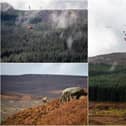 A helicopter has delivered thousands of tree tubes and stakes to a remote hillside near Kielder. Pictures: Elliot Lea