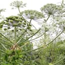 Giant hogweed is toxic and can cause painful blisters if touches.