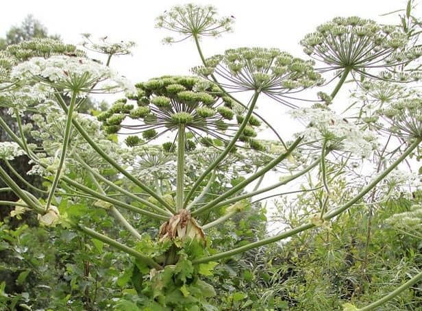 Giant hogweed is toxic and can cause painful blisters if touches.