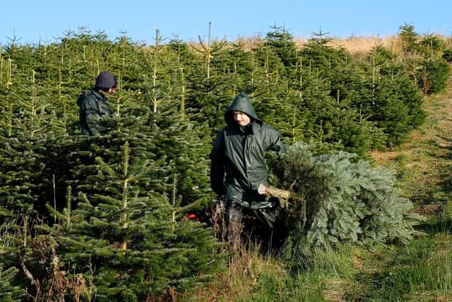 Christmas trees for Step into Xmas are harvested by Galloway Woodland in Scotland.