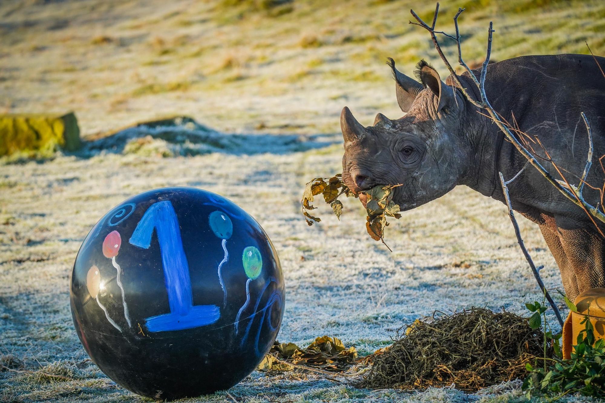Yorkshire Wildlife Park celebrates first birthday of one of rarest mammals on planet