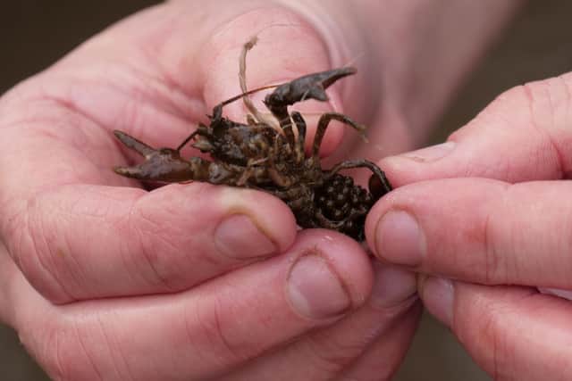A white-clawed crayfish. Picture: National Trust Images/Chris Johnson.