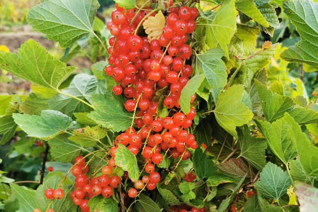 Prune soft fruits now.