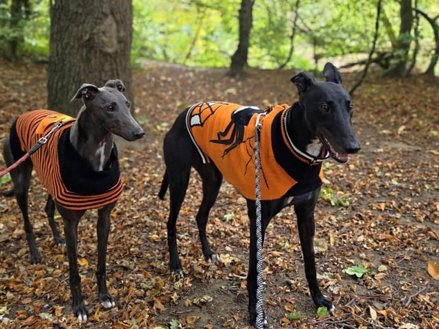 Two adorable pups ready for Halloween