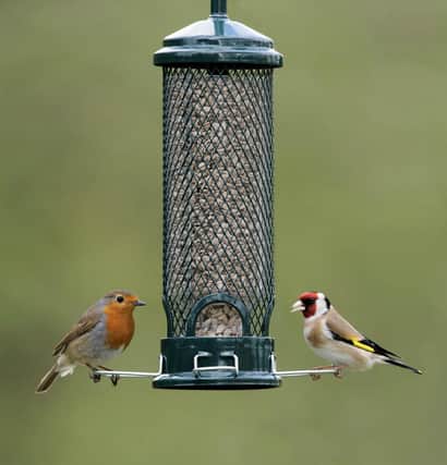 A robin and goldfinch at a bird feeder.