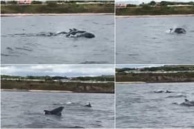 Footage captured by Chick Purves on board the 'Border Rose' while out on sea trials just off the Berwick coast on Tuesday, July 14 shows a pod of dolphins having fun and splashing around.