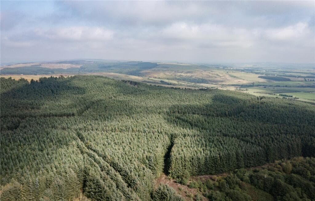 Closing date set for sale of £6.25m commercial woodland in Northumberland 