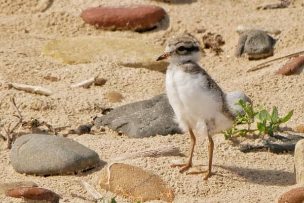 A ringed plover chick.