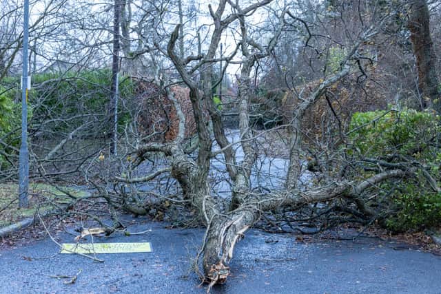 Fallen trees in Swarland following Storm Arwen.