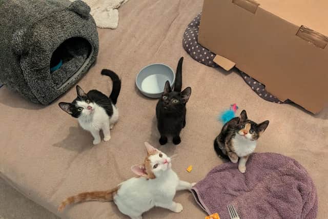 Minnie’s Haven Cat Rescue have taken 16 cats in from one home.