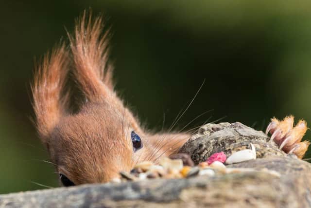 Reds are hanging on in there. Picture: Charles Thody.
