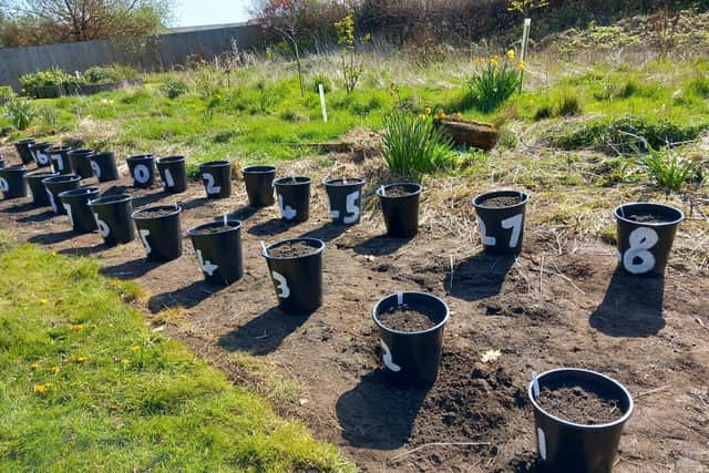 Belford Primary School pupils have been planting potatoes ahead of entering the show.