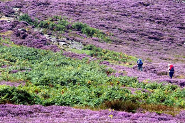 The Simonside Hills, near Rothbury.