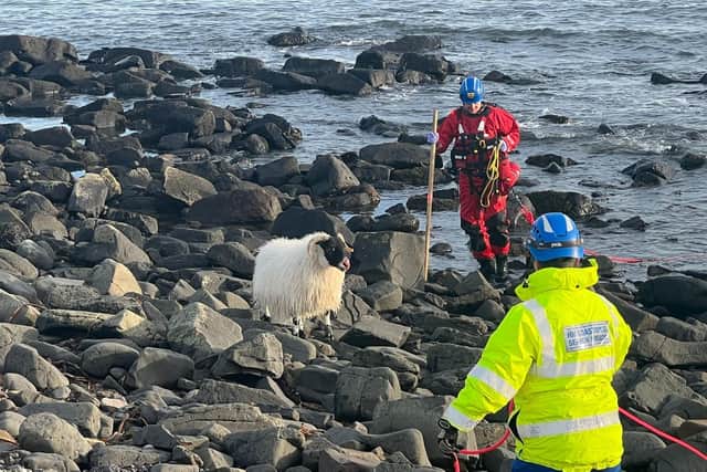 Pregnant sheep rescued from rocks after being attacked by dog near ...