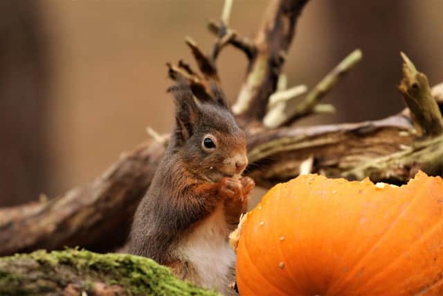 A red squirrel enjoying a pumpkin.