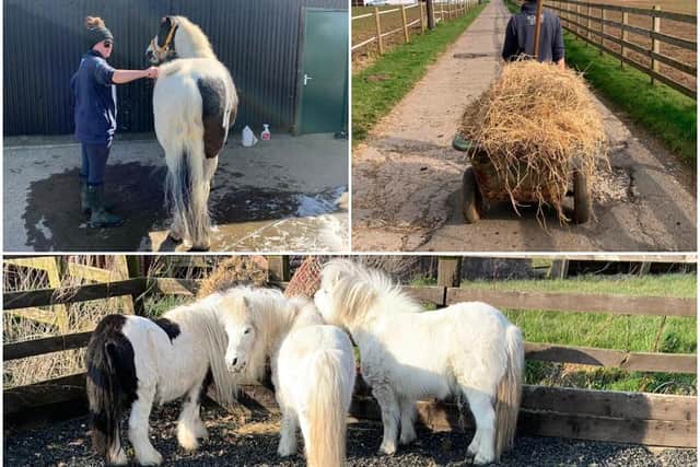 Members of the Kirkley Hall equine team are staying on campus to look after horses and ponies.