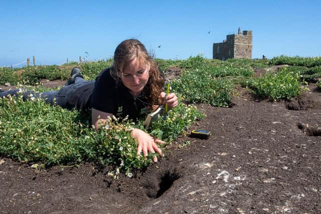 Farne ranger Harriet Reid by a puffin burrow. Picture: SWNS