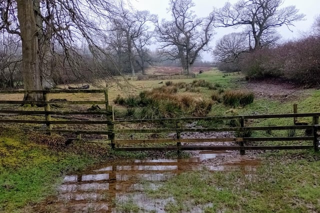 A bit damp underfoot in Alnwick's Hulne Park by Richard Starks.