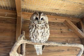 Errol, the barn owl, sitting on his perch.
