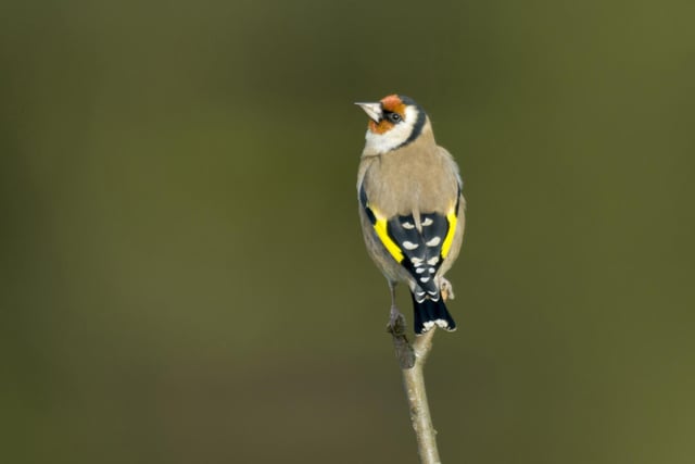 The goldfinch takes the number seven spot with an average of 1.61 per garden, an increase from 1.30 last year. It was recorded in 31.9% of gardens.
