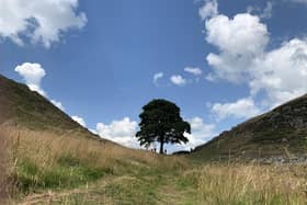 Sycamore Gap in Northumberland.