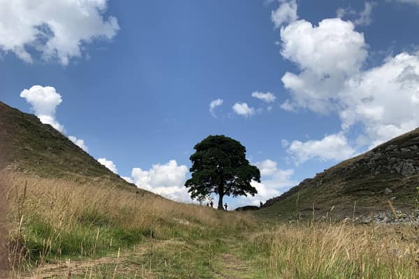 Sycamore Gap in Northumberland.