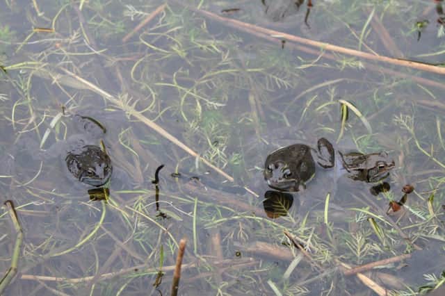 A frog in a pond in Northumberland.