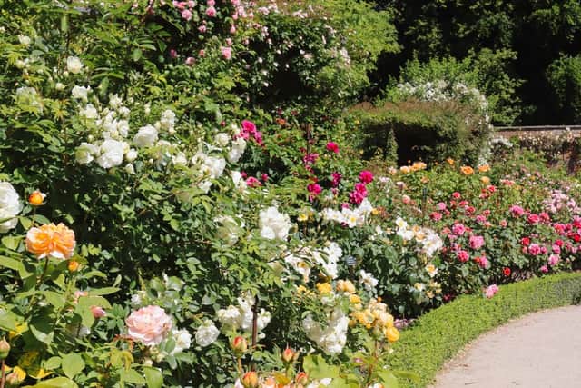 The Rose Garden at Alnwick Garden.