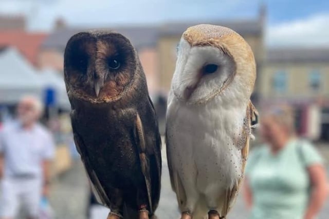 Two wise owls, side by side.