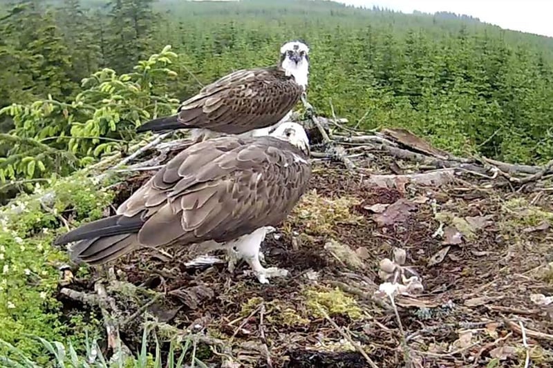 2021 is the 13th successive year of ospreys breeding in Kielder Forest. Following the return of the ospreys to Kielder this spring, there are now 19 eggs in at least six nests. For the third season in a row, there are four eggs in Nest 1A, which is unusual. Visitors enjoying the grounds of Kielder Castle will be able to watch all the live action from Nest 7 from a screen at The Sea Diner catering unit. Pictured is an osprey pair with their three chicks at Kielder.
