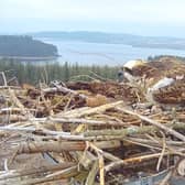 Nest 7 with eggs. Picture: Kielder Water & Forest Park.