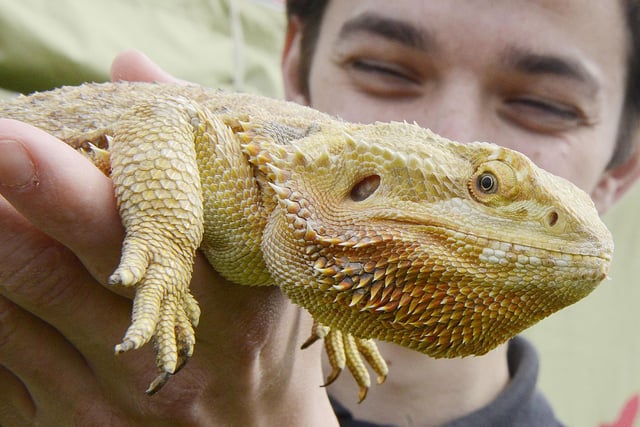 You can plan a fun filled day out at Kirkley Hall - there is so much to see and do. You'll meet all types of animals in the zoo including rainbow lorikeets, macaws and bearded dragons (pictured). Visit https://www.northumberland.ac.uk/for-visitors/northumberland-college-zoo/