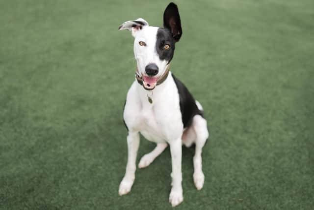 Poster boy’ Ralph finds his forever home at last
