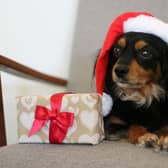 Keeping your dog safe this Christmas means keeping them away from toxic festive foods.