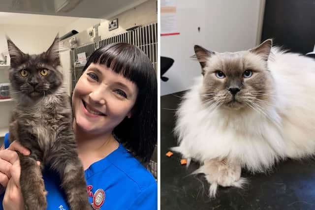 Veterinary nurse Hannah with her Maine Coon kitten called Magnus and Syd, who was one of the patients at the Cat Clinics in Morpeth.