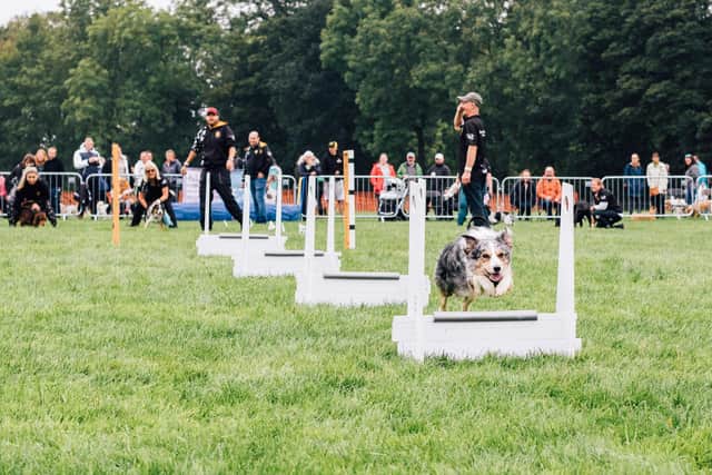 One of the activities at the North East Dog Festival. Picture by Ben Heward.